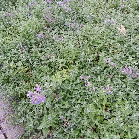 Stay Tuned ~ New Inventory Coming Soon! - Picture 9 of 9